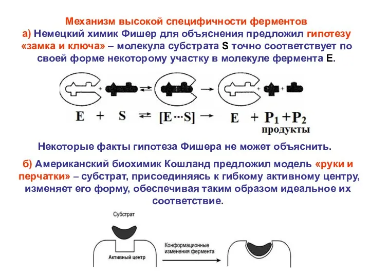 Механизм высокой специфичности ферментов а) Немецкий химик Фишер для объяснения