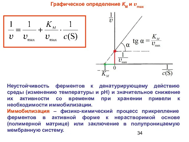 Графическое определение КМ и vmax Неустойчивость ферментов к денатурирующему действию