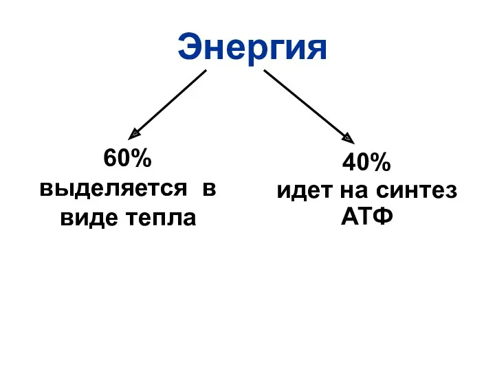 Энергия 60% выделяется в виде тепла 40% идет на синтез АТФ