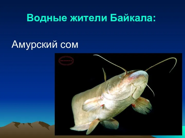 Водные жители Байкала: Амурский сом