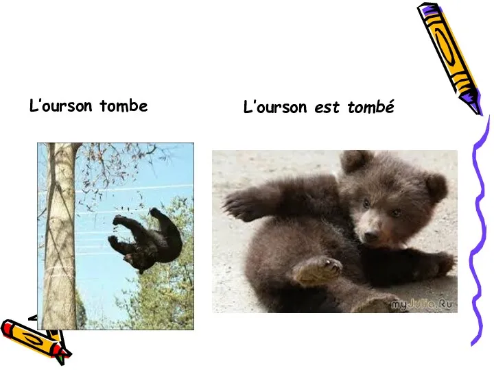 L’ourson tombe L’ourson est tombé