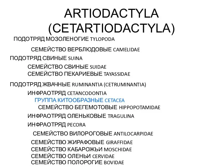 ARTIODACTYLA (CETARTIODACTYLA) ПОДОТРЯД МОЗОЛЕНОГИЕ TYLOPODA СЕМЕЙСТВО ВЕРБЛЮДОВЫЕ CAMELIDAE ПОДОТРЯД СВИНЫЕ