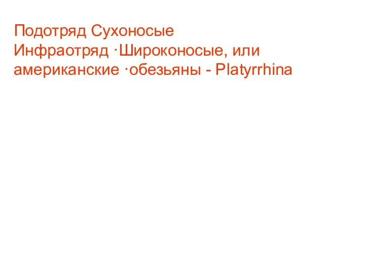 Подотряд Сухоносые Инфраотряд ·Широконосые, или американские ·обезьяны - Platyrrhina