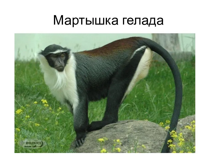 Мартышка гелада