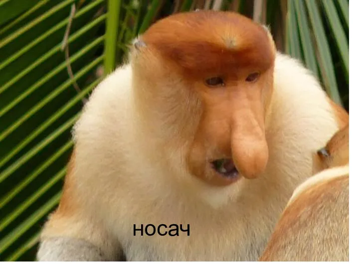 носач