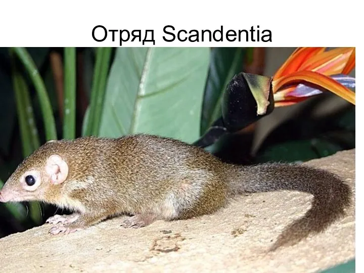 Отряд Scandentia