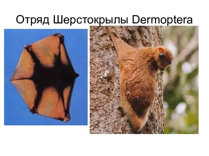 Отряд Шерстокрылы Dermoptera