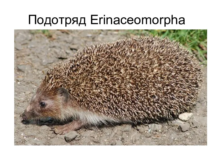 Подотряд Erinaceomorpha