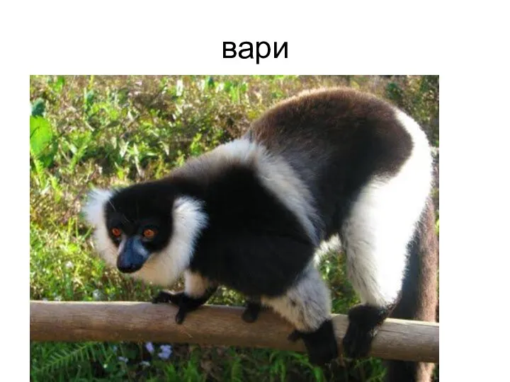 вари