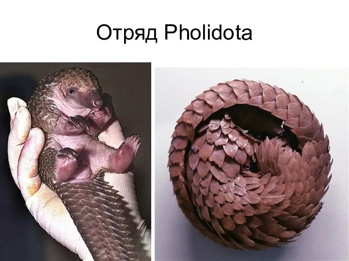 Отряд Pholidota