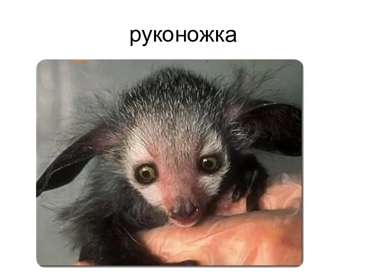 руконожка