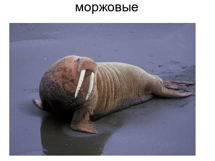 моржовые