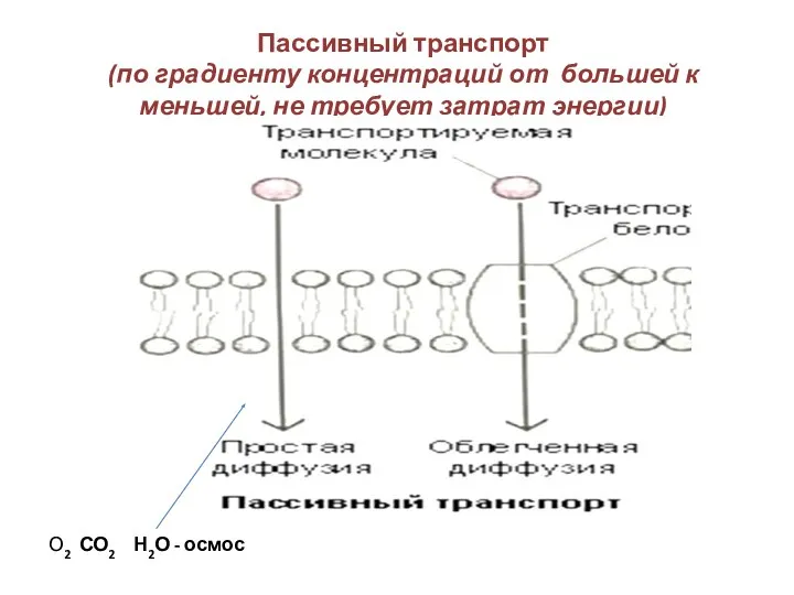 Пассивный транспорт (по градиенту концентраций от большей к меньшей, не