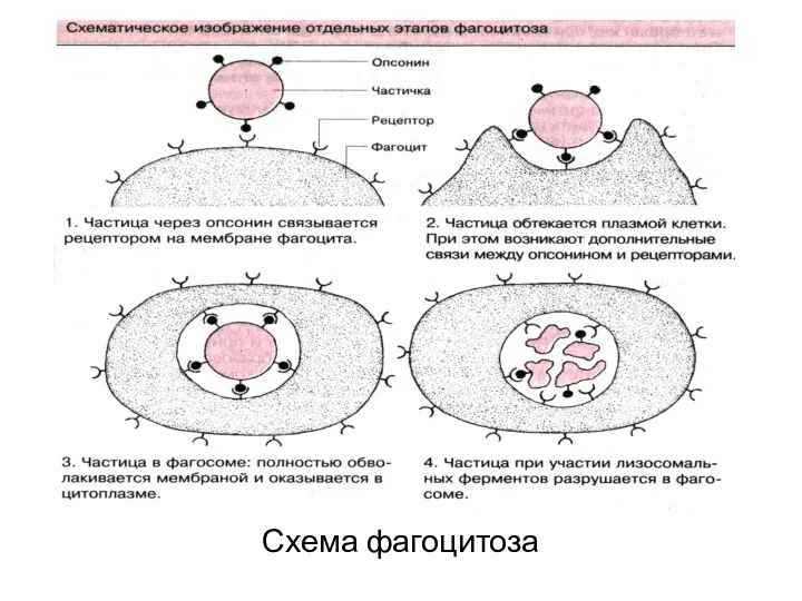 Схема фагоцитоза