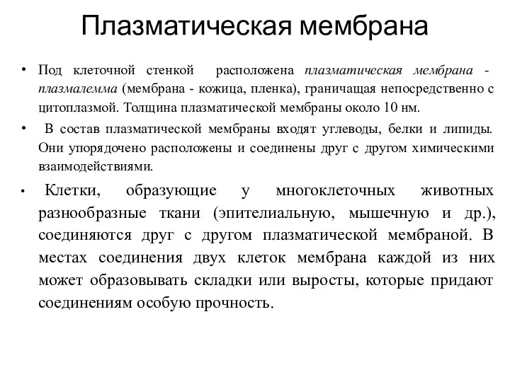 Плазматическая мембрана Под клеточной стенкой расположена плазматическая мембрана - плазмалемма