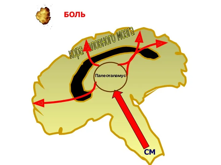 кора головного мозга СМ БОЛЬ Палеоталамус