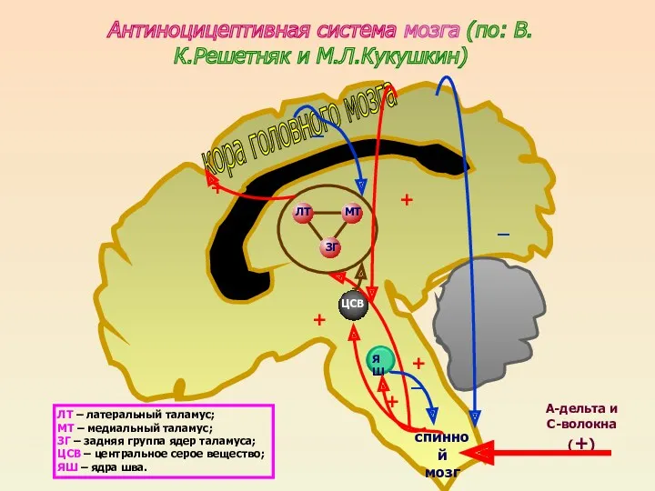 Антиноцицептивная система мозга (по: В.К.Решетняк и М.Л.Кукушкин) кора головного мозга