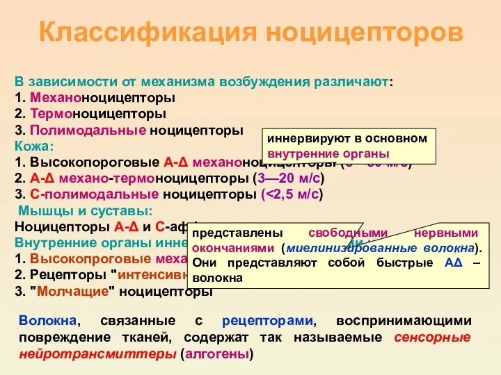 Классификация ноцицепторов В зависимости от механизма возбуждения различают: 1. Механоноцицепторы