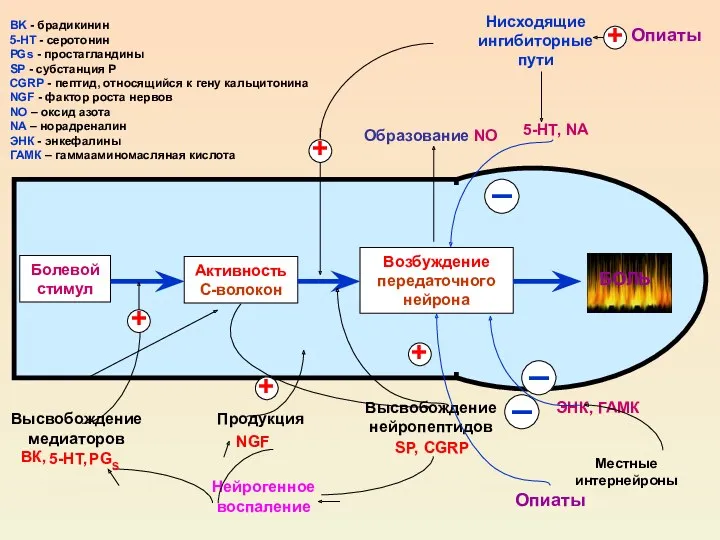 Болевой стимул Активность С-волокон Возбуждение передаточного нейрона + Высвобождение медиаторов
