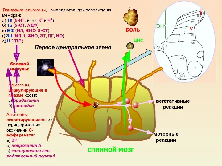 СПИННОЙ МОЗГ ЦНС болевой импульс БОЛЬ Тканевые альгогены, выделяются при