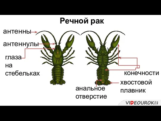 глаза на стебельках конечности Речной рак антенны антеннулы хвостовой плавник анальное отверстие