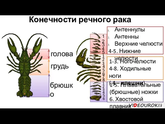 Конечности речного рака голова грудь брюшко 1 1 2 2