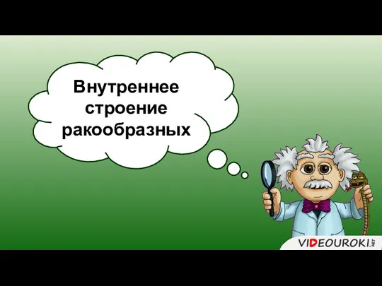 Внутреннее строение ракообразных