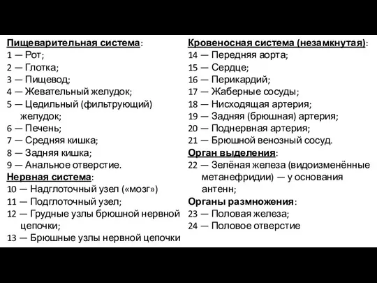 Пищеварительная система: 1 — Рот; 2 — Глотка; 3 —