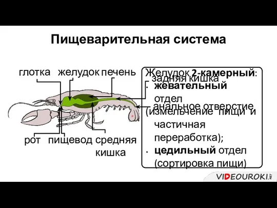 Пищеварительная система рот глотка пищевод желудок Желудок 2-камерный: жевательный отдел