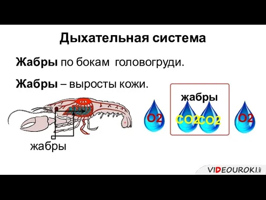 Дыхательная система Жабры по бокам головогруди. Жабры – выросты кожи. жабры жабры