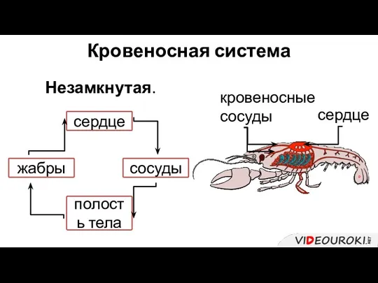 Кровеносная система Незамкнутая. сердце кровеносные сосуды сердце сосуды полость тела жабры