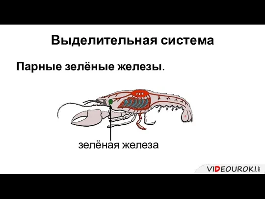 Выделительная система зелёная железа Парные зелёные железы.