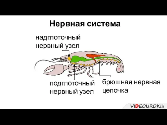 Нервная система надглоточный нервный узел подглоточный нервный узел брюшная нервная цепочка