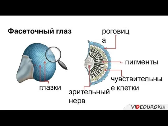 Фасеточный глаз глазки роговица чувствительные клетки пигменты зрительный нерв