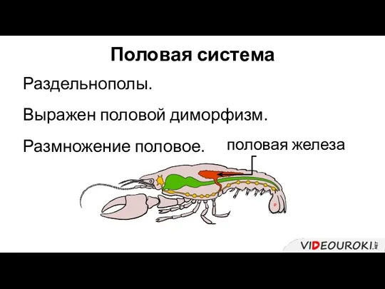 Половая система Раздельнополы. Выражен половой диморфизм. Размножение половое. половая железа