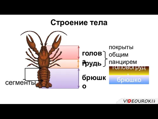 Строение тела голова грудь брюшко покрыты общим панцирем (щитом) головогрудь сегменты брюшко