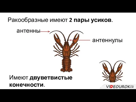 Ракообразные имеют 2 пары усиков. антеннулы антенны Имеют двуветвистые конечности.