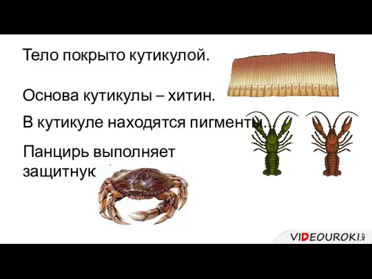 Тело покрыто кутикулой. Основа кутикулы – хитин. Панцирь выполняет защитную функцию. В кутикуле находятся пигменты.