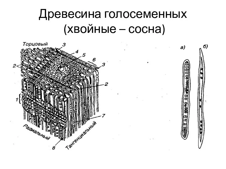 Древесина голосеменных (хвойные – сосна)