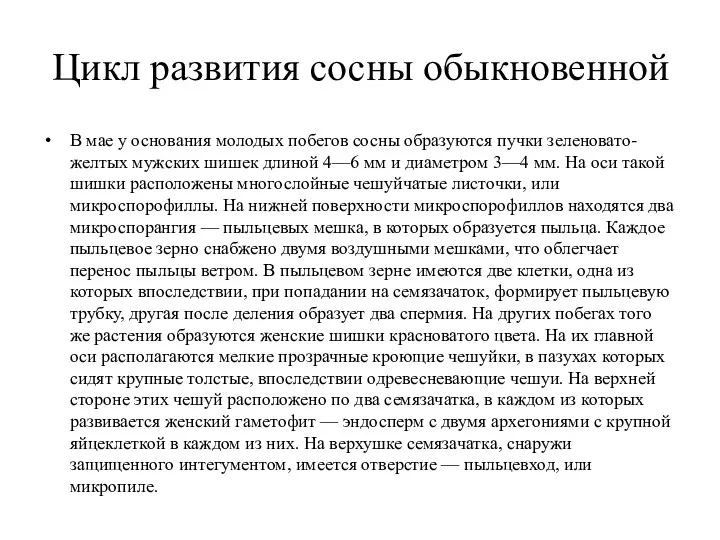 Цикл развития сосны обыкновенной В мае у основания молодых побегов сосны образуются пучки