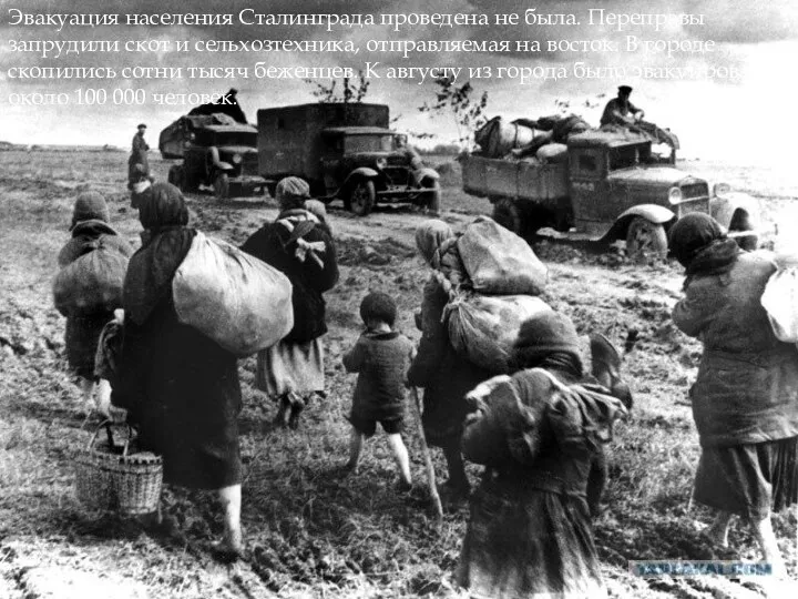 Эвакуация населения Сталинграда проведена не была. Переправы запрудили скот и