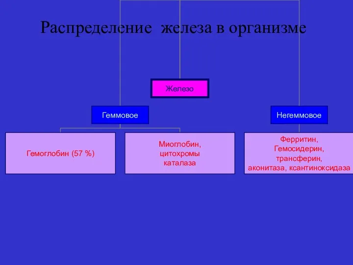 Распределение железа в организме