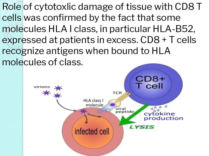 Role of cytotoxlic damage of tissue with CD8 T cells