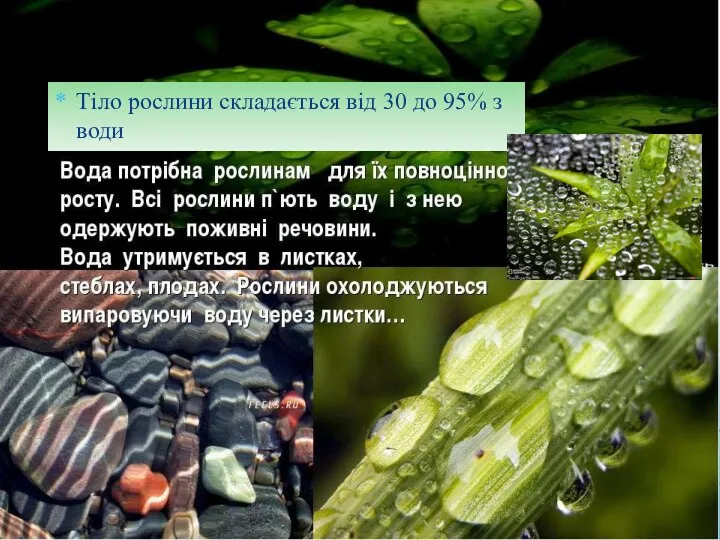 Тіло рослини складається від 30 до 95% з води