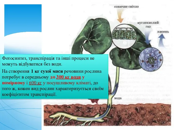 Фотосинтез, транспірація та інші процеси не можуть відбуватися без води.