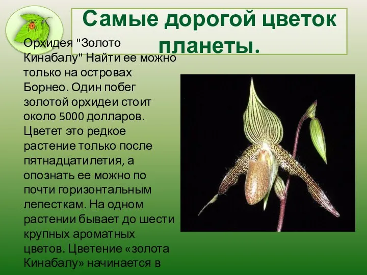 Самые дорогой цветок планеты. Орхидея "Золото Кинабалу" Найти ее можно только на островах