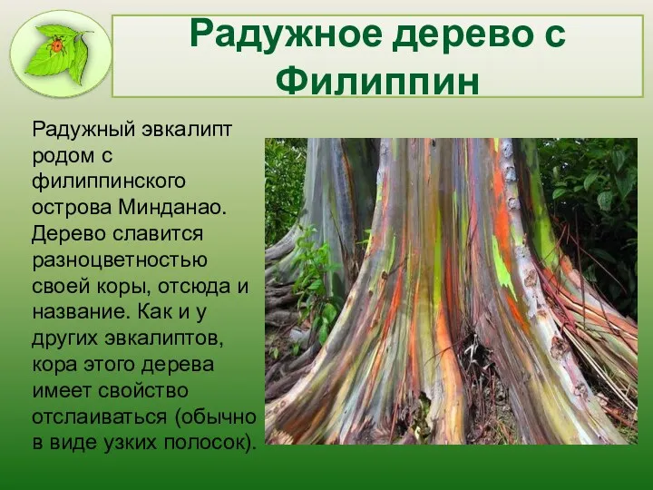 Радужное дерево с Филиппин Радужный эвкалипт родом с филиппинского острова Минданао. Дерево славится