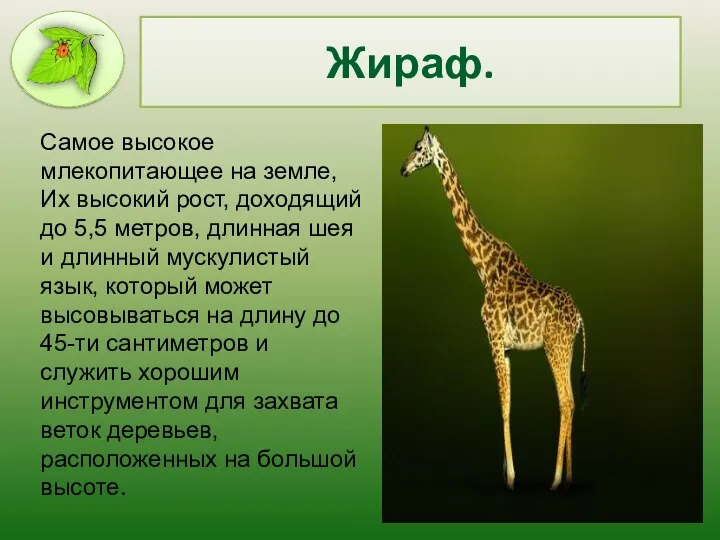 Жираф. Самое высокое млекопитающее на земле, Их высокий рост, доходящий до 5,5 метров,