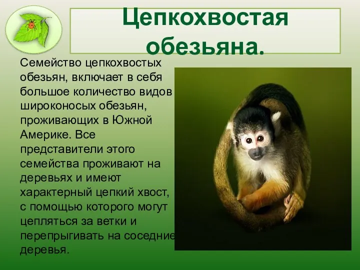 Цепкохвостая обезьяна. Семейство цепкохвостых обезьян, включает в себя большое количество видов широконосых обезьян,