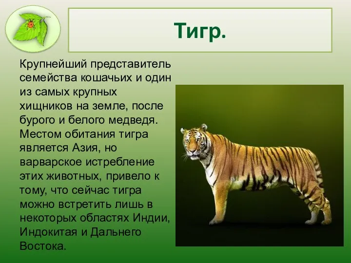 Тигр. Крупнейший представитель семейства кошачьих и один из самых крупных хищников на земле,